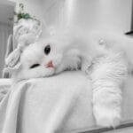 دانلود آهنگ فانک میو میو ترند اینستا lenar montagem miau
